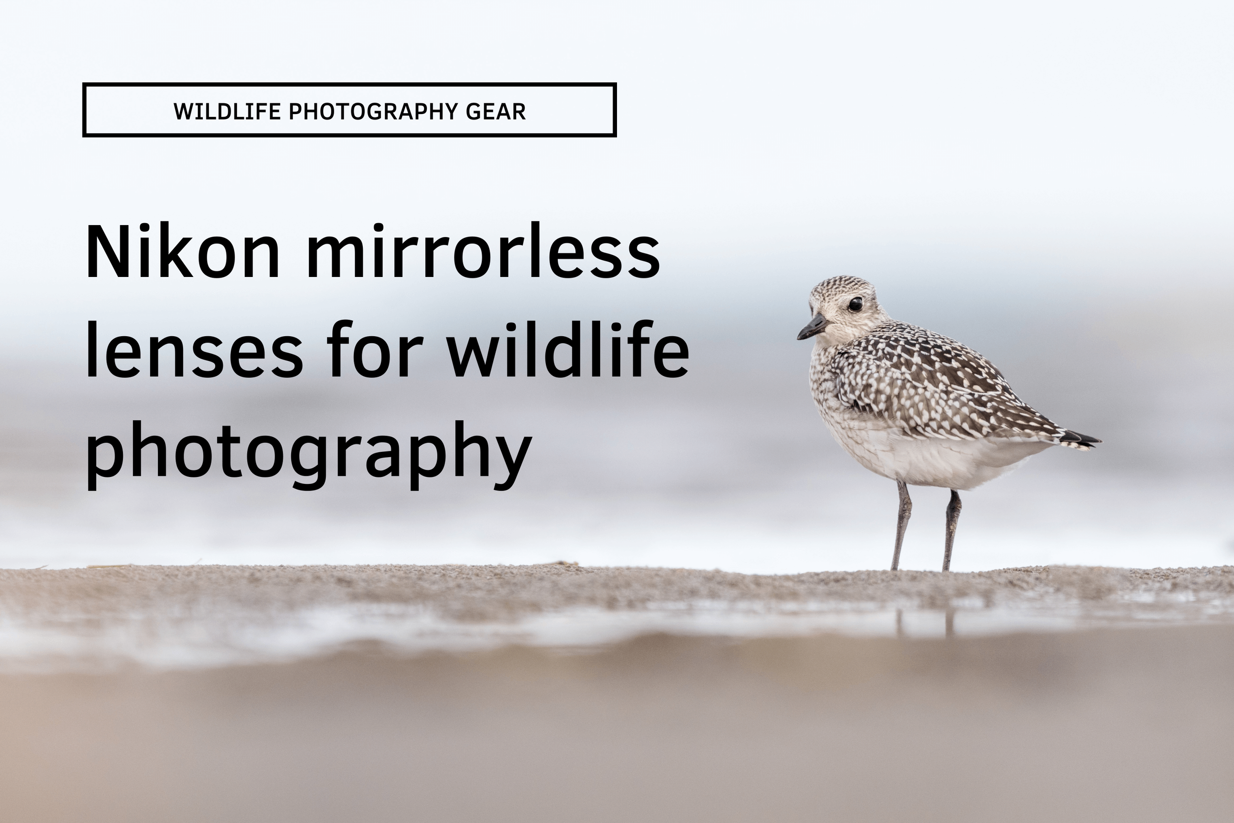 A first look at Nikon's best mirrorless lenses for wildlife